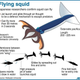 Image for article titled Marine biologists confirm squid can fly